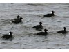Photo of Melanitta perspicillata